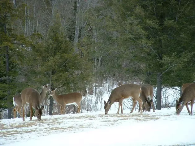 Maine &#8220;Any-Deer&#8221; Permit Lottery Results Are In
