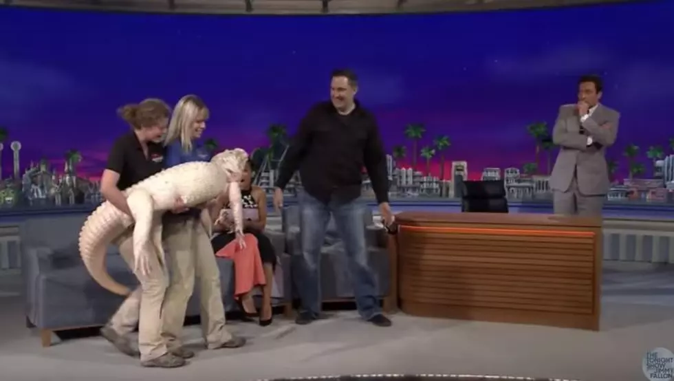 Jeff Musial The Animal Guy Scares Jimmy Fallon with Alligator