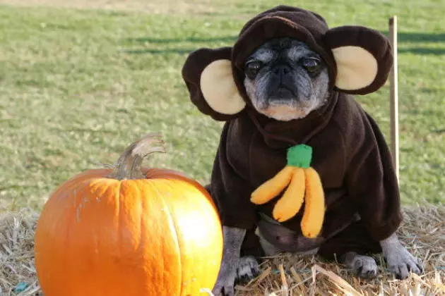 Halloween Pet Safety!