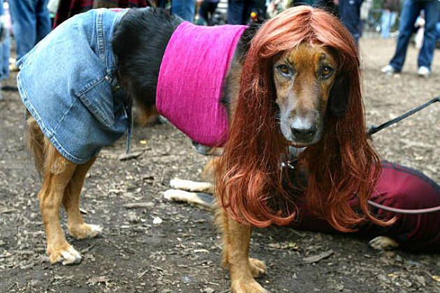 Does Your Pet Wear a Halloween Costume? [PICS]