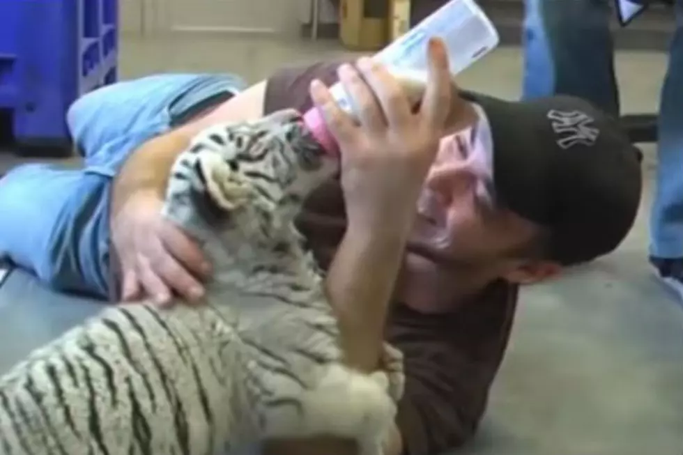 Baby Animal Videos to Chill You the Hell Out [VIDEOS]