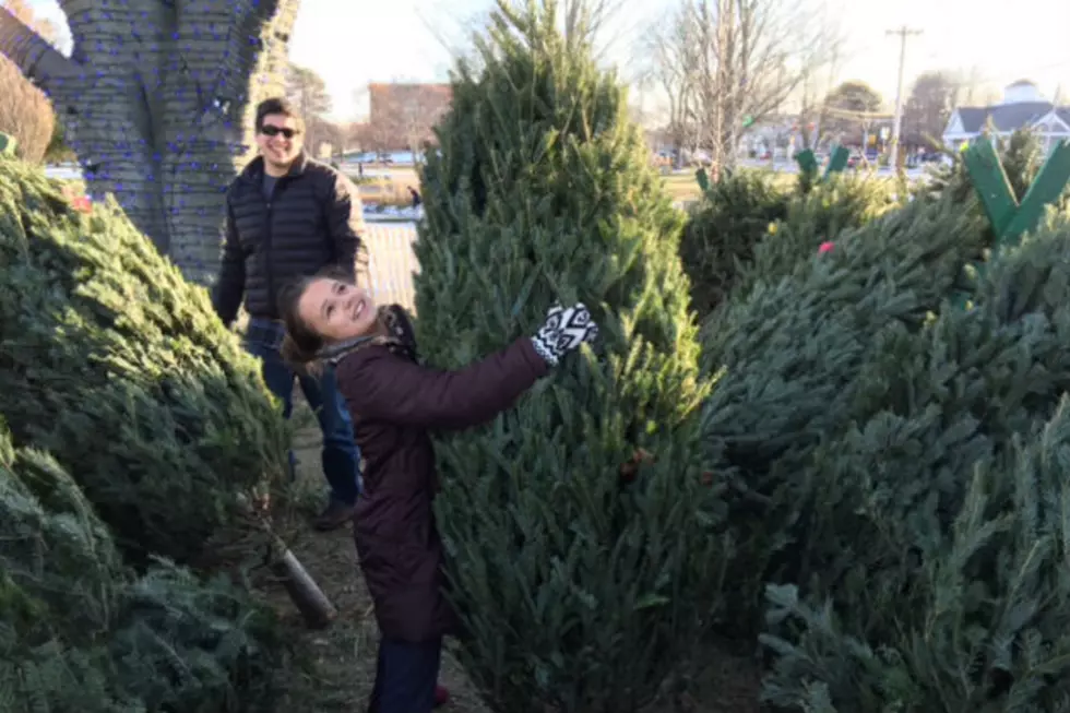 Where is the Best Place to Get a Christmas Tree?
