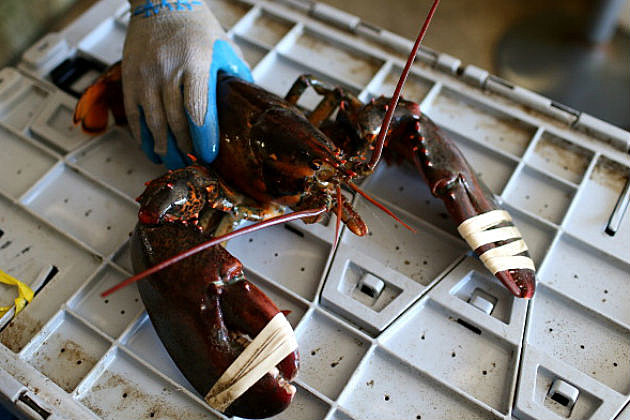 Maine Lobster | 102.9 WBLM