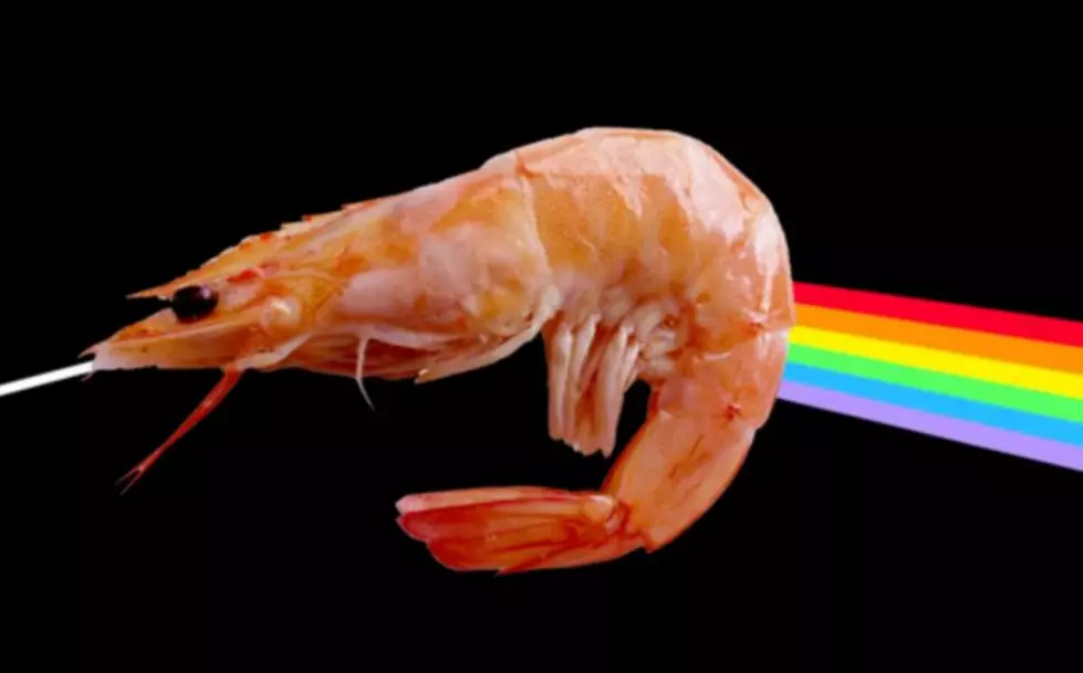 A Loud Shrimp is Named After Pink Floyd! But Can He Sing?…
