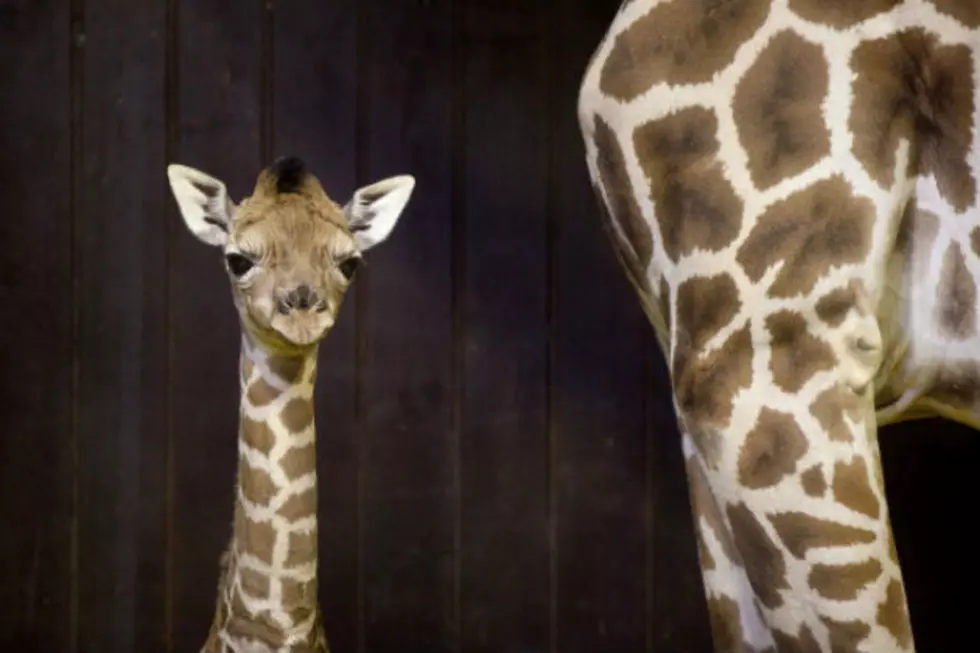 April the Giraffe’s Baby Finally Has a Name [VIDEO]
