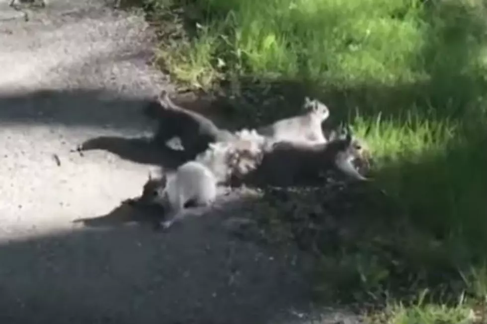 Hero in Bangor Untangles Four Baby Squirrels! [VIDEO]