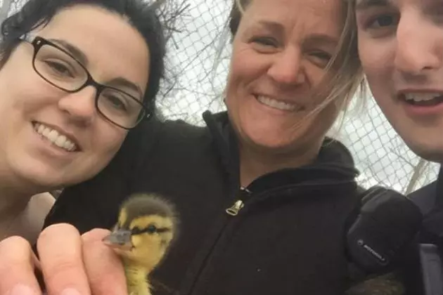 Make Way For Ducklings! Nice Save By The Portland P.D.!