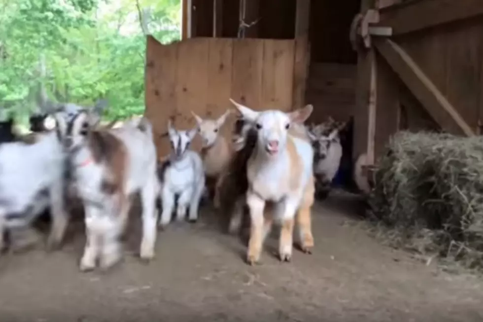 WATCH: Wicked Adorable Maine Baby Goats Racing to Breakfast Will Make Your Day