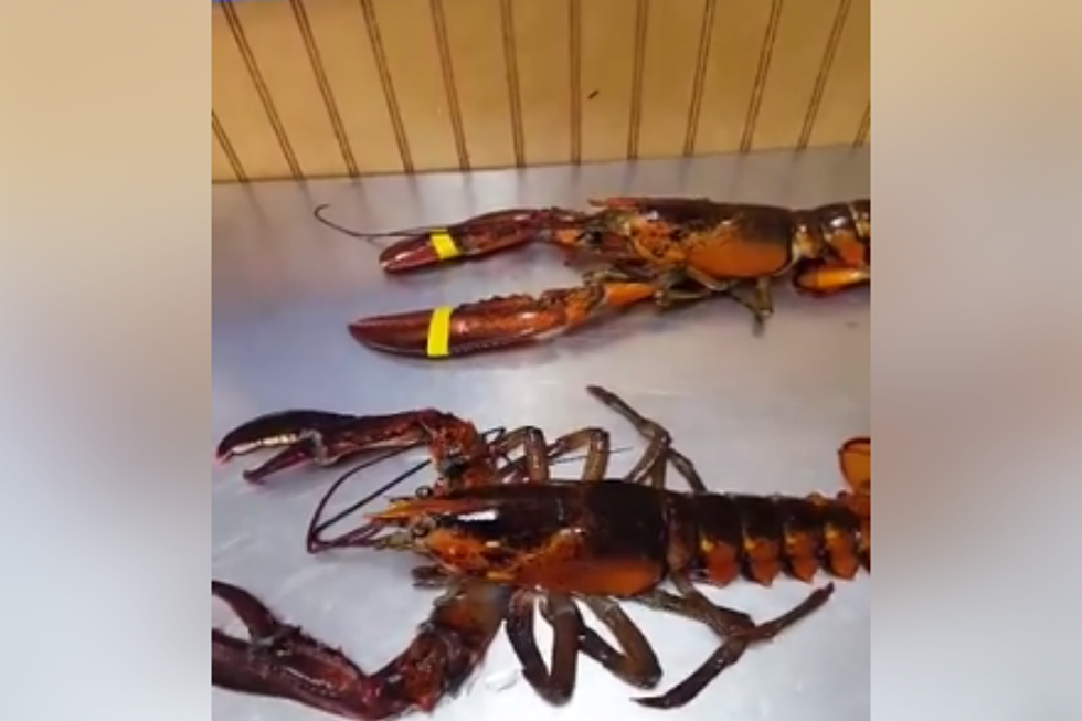 WATCH: How Many Maine Lobsters Do You See?