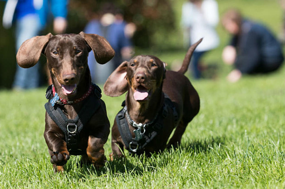 Find Local Dog Parks and Get Tix to Hops & Hounds!