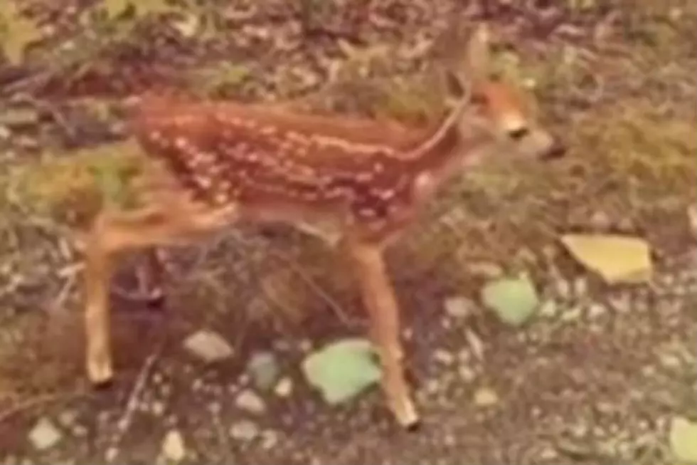 Adorable Fawn Pops in for a Visit in Lincolnville [VIDEO]