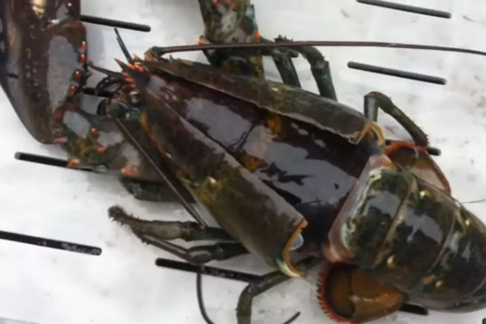 Wicked Cool: A Maine Lobster Sheds Its Shell
