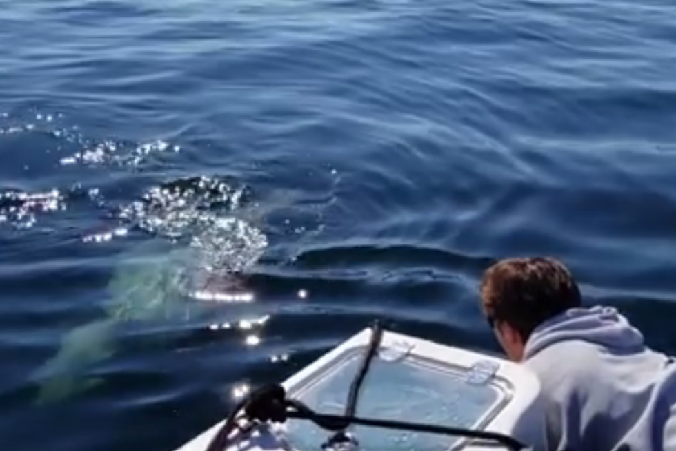 Look How Close This Monstah Got to a Boat on the Maine Coast!