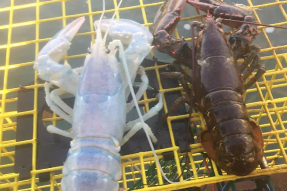 Magical Lobster Princess Lands In A Trap Off Chebeague Island!