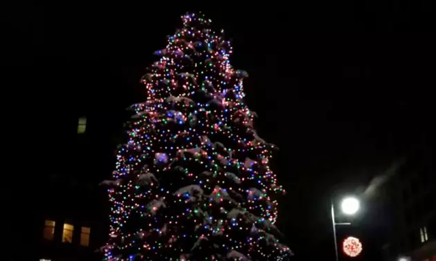 The Search Is On For Portland&#8217;s Christmas Tree!