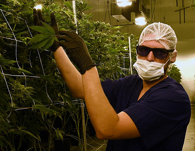Would a 20 Percent Maine Sales Tax On Pot Be Too HIGH?! [POLL]