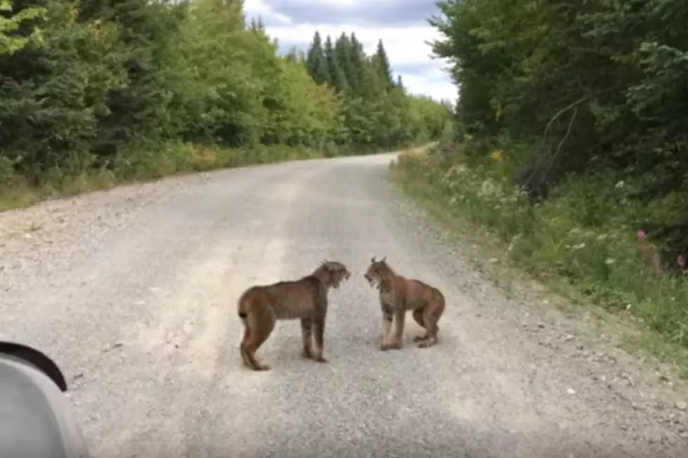 WATCH: Lynx Get in Each Other&#8217;s Faces Near Moosehead