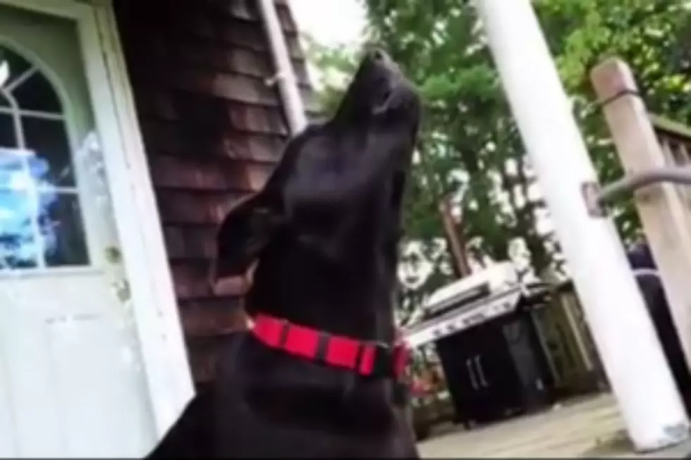 WATCH: This Portland Dog Sings With Sirens