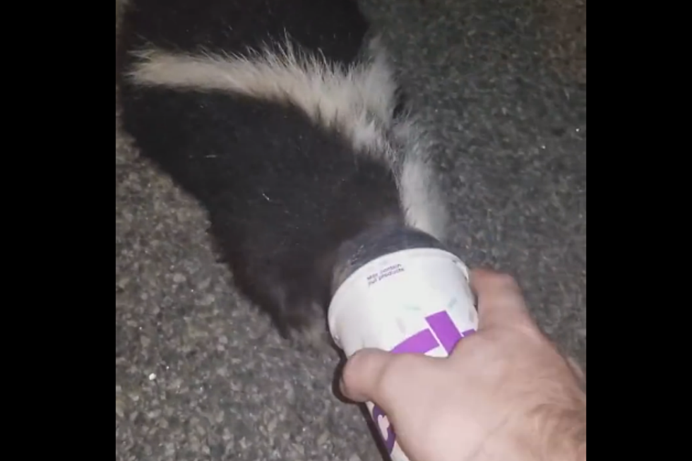 WATCH: York Officer Frees Skunk from Fast Food Cup
