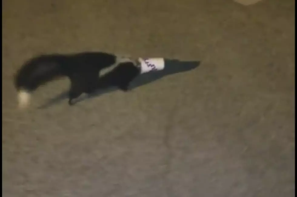 WATCH: York Officer Frees Skunk from Fast Food Cup