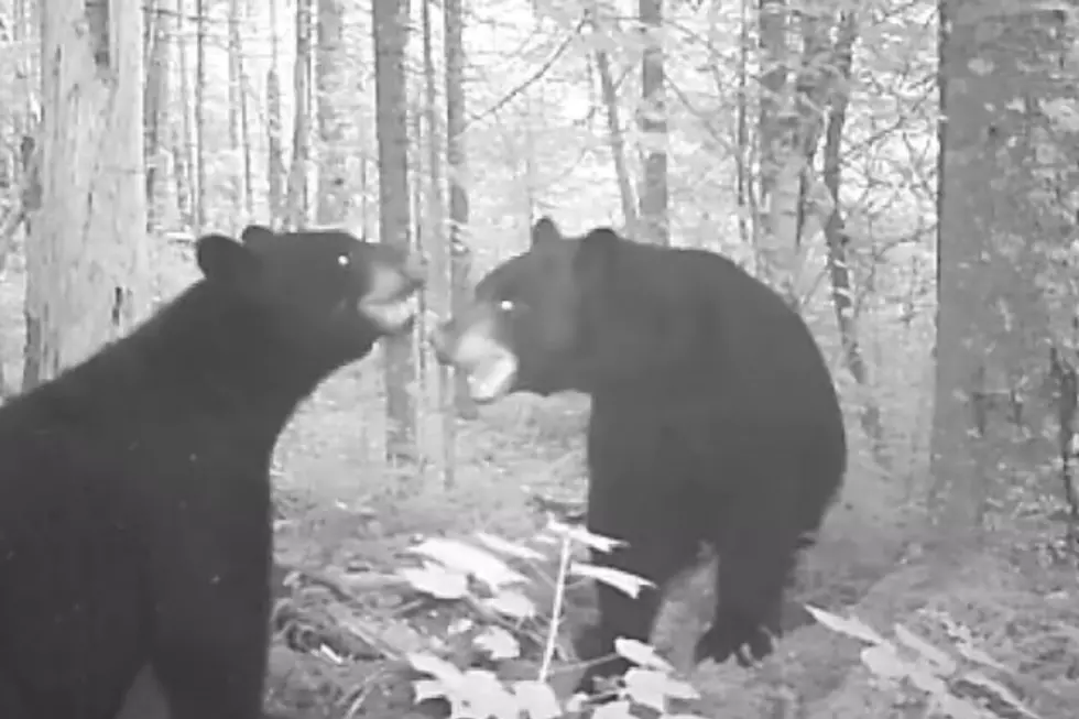 A Black Bear Battle in the New Hampshire Woods