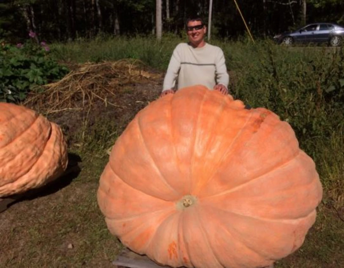 atlantic-giant-pumpkin-uncover-the-secrets-to-growing-this-record