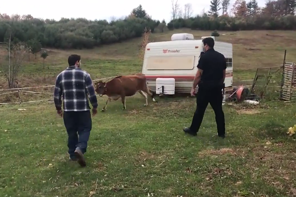 Maine Cow Escapes Pasture