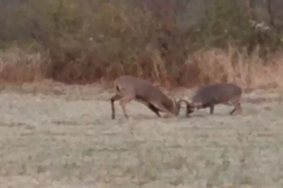 Another Battle of Bucks in Maine