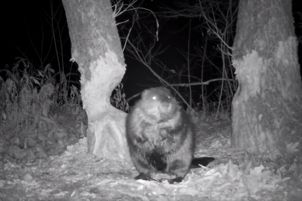 WATCH: Maine Beaver Chomps Down a Tree