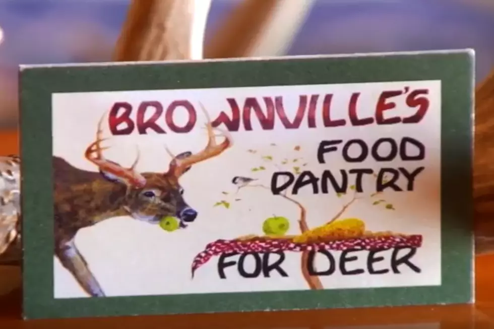 WATCH: Maine Deer Feeding Up Close on Live Stream