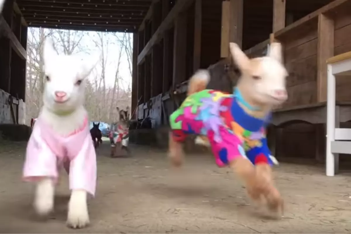 WATCH: A Brand New Adorable Maine Goats in Pajamas Video