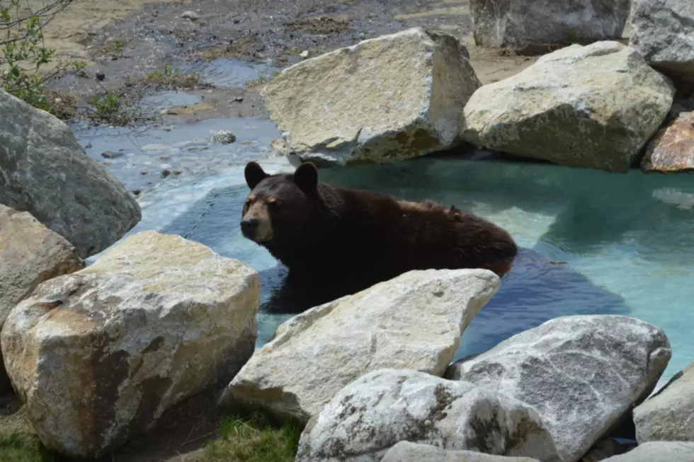 Maine Wildlife Park Opens This Weekend