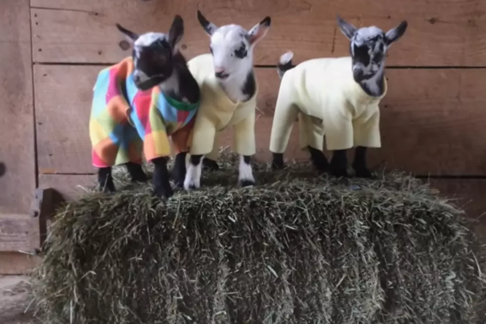 Maine Baby Goat Pajama Party!