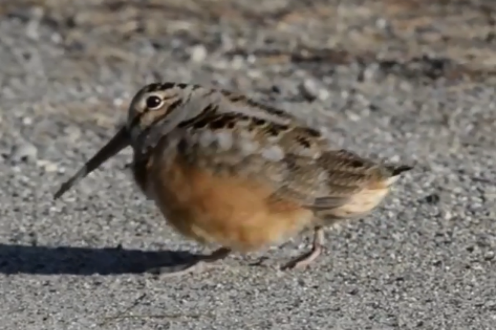 WATCH: Wicked Funny Dancing Bird from Maine