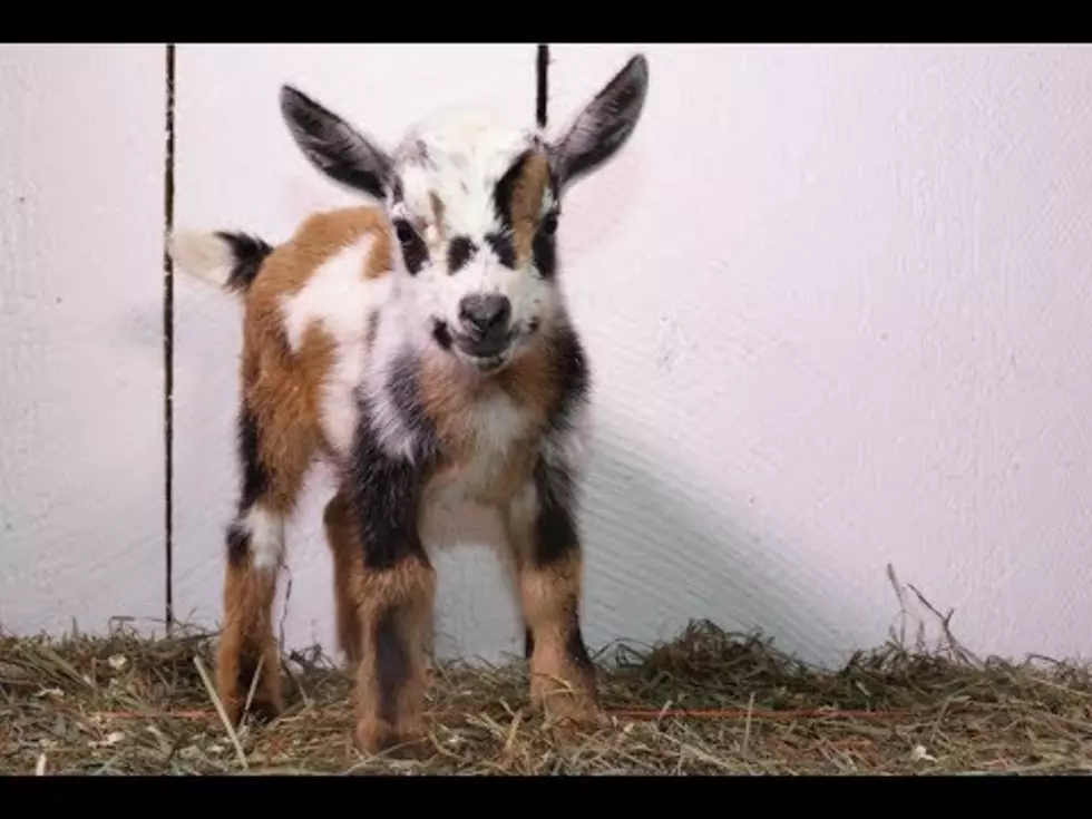 Take a Look at These Adorable Just-Born Goat Triplets from Maine