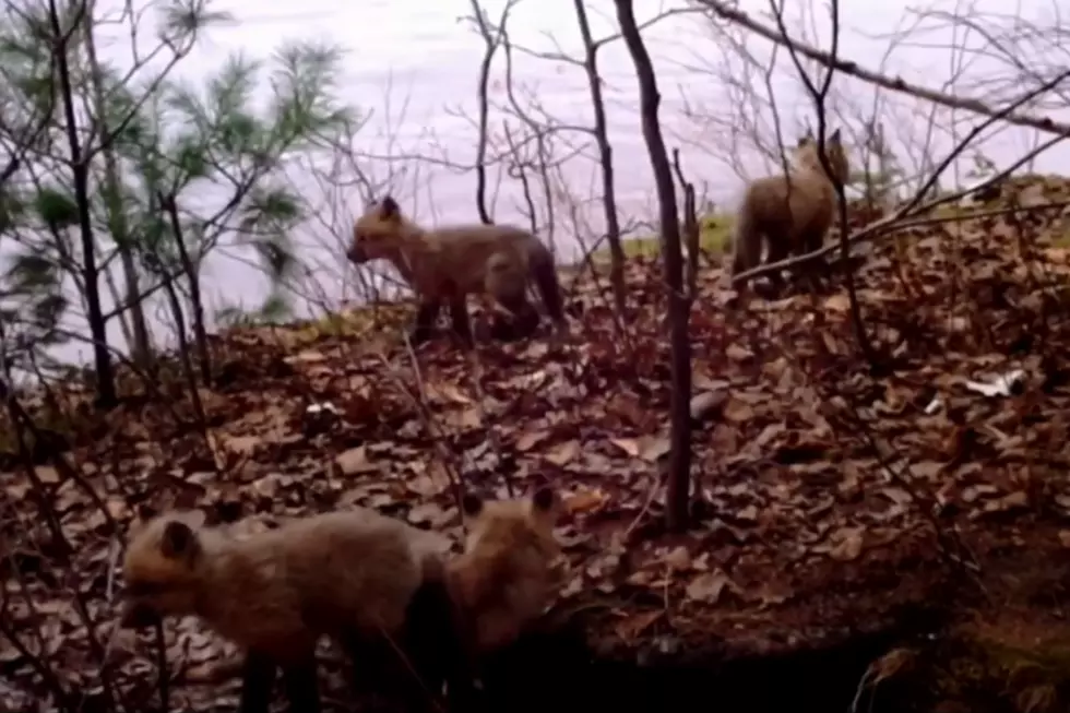 WATCH: Dahlin&#8217; Maine Fox Babies