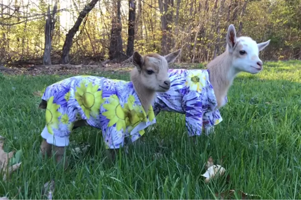 WATCH: Just Born Maine Baby Goats Are Wicked Stylin’