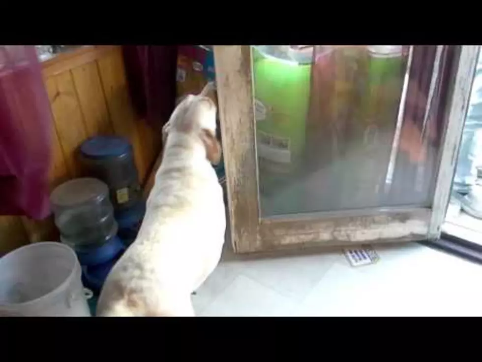 Yellow Lab from Maine Does a Clever Trick