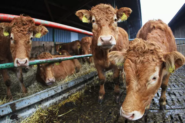 Maine Open Farm Day is July 22nd, Save The Date