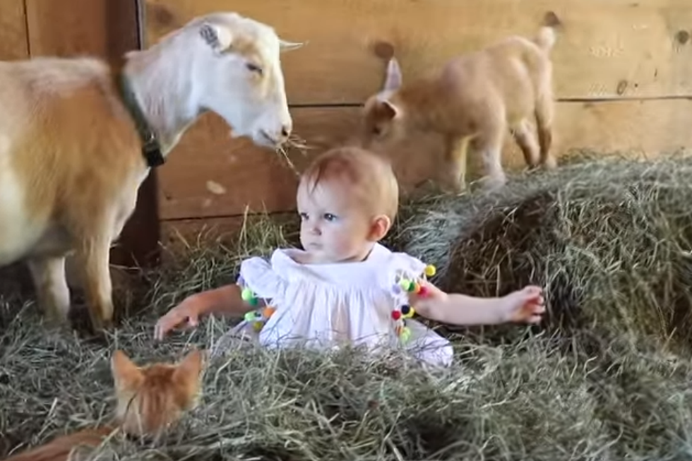 This Adorable Maine Baby Is the &#8216;Barn Princess&#8217;