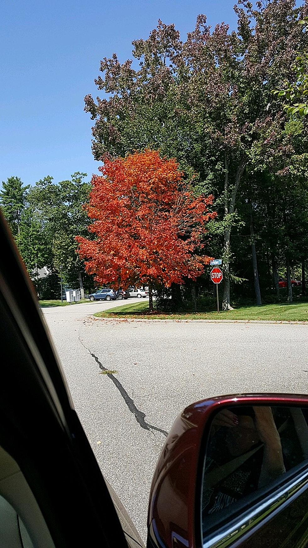 This Tree In Kennebunk Makes It Look Like October Already