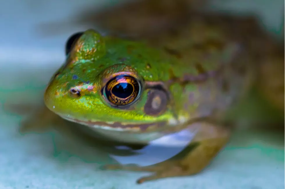 Hillbilly Weatherman Writes Wicked Great Frog Poetry