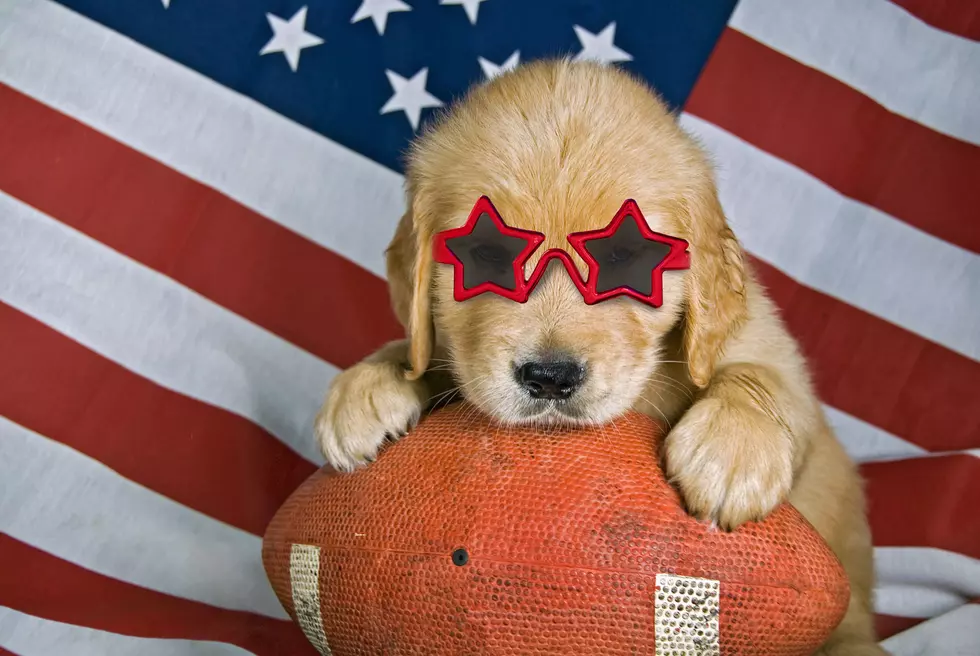 Share Photos of Your Pets With Their New England Football Pride