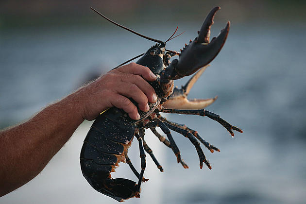 The Most Maine Spill Ever: 7,000 Pounds of Lobster on Route 1