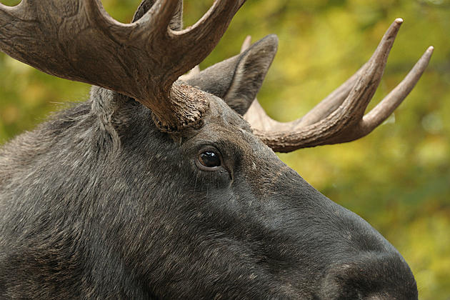 Check Out This Gigantic Bull Moose Wandering the Streets at Night