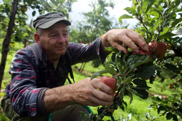 How to Pick Maine Apples Like a Pro