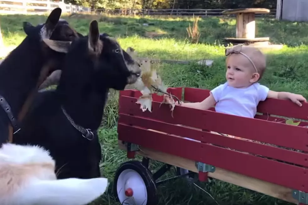 Adorable Video of Maine Baby Feeding Fall Leaves to Goats