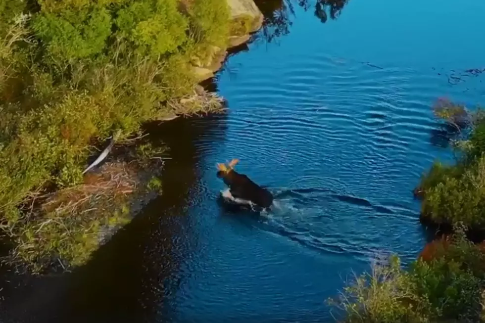 Aerial Video of Foliage in Maine Also Catches Moose Surprise