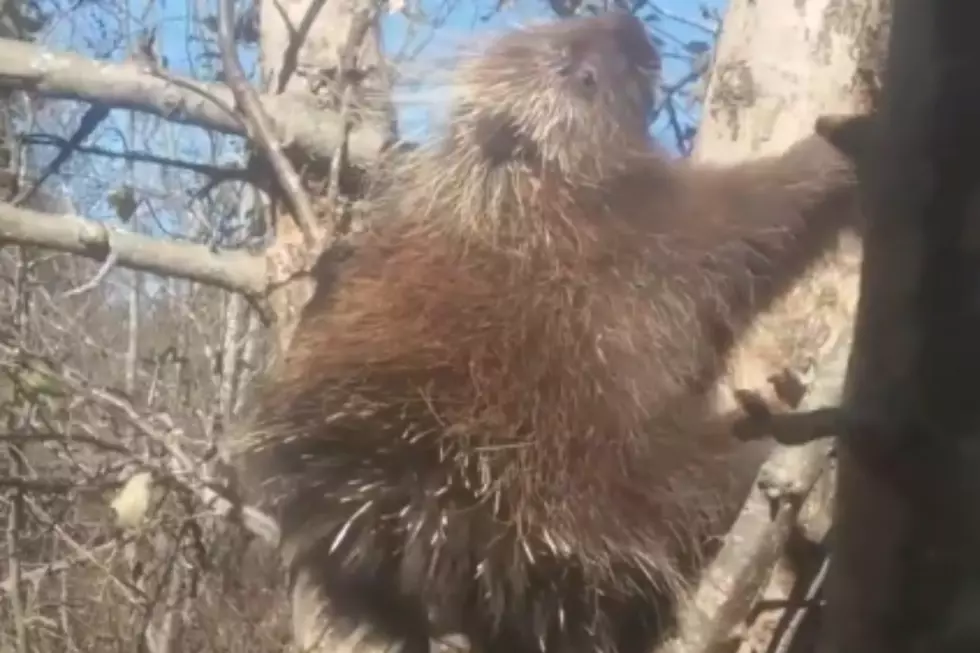 WATCH: Drunken Maine Porcupine Tries to Climb Tree