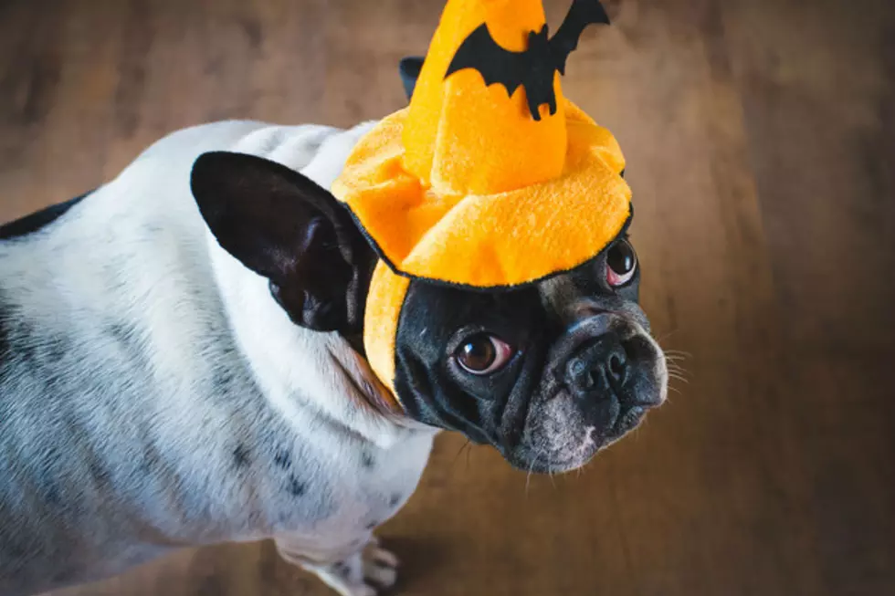 Pets In Halloween Costumes, Cute or Cruel? [POLL]